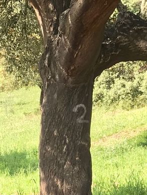 Участок, Moura, Distrito de Beja