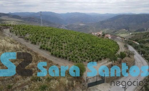 São João da Pesqueira, Distrito de Viseuのカントリー風またはファームハウス