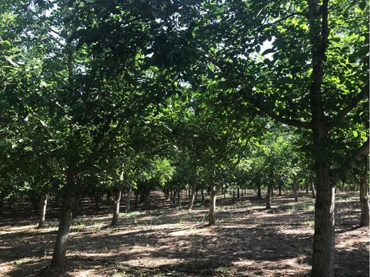 Terreno - Estremoz, Évora