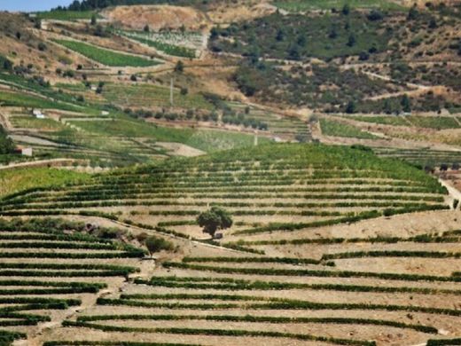 Fattoria a Desejosa, Tabuaço