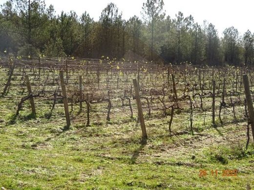 Fattoria a Rabaçal, Mêda