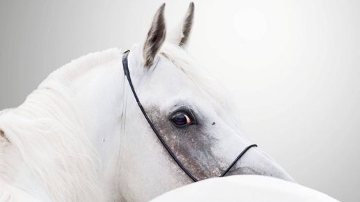 Элитный дом, Ним, Gard