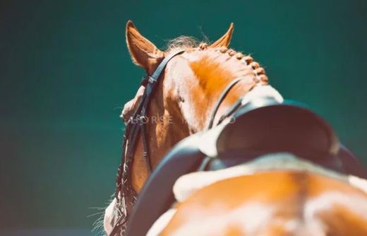 ‏בתי יוקרה ב  מונפלייה, Hérault