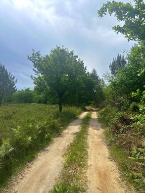 Arsa Gujan-Mestras, Gironde