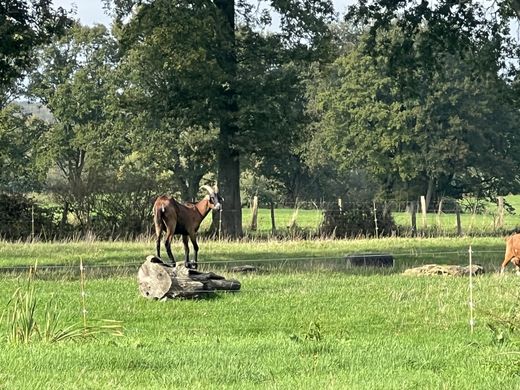 Rustik ya da çiftlik Le Mêle-sur-Sarthe, Orne