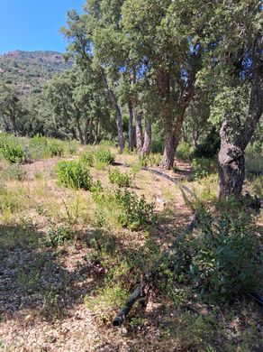 Terreno en Sari-Solenzara, Córcega del Sur