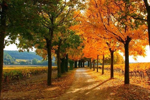 Castillo en Bollène, Vaucluse