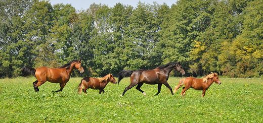 Luksusowy dom w Bazas, Gironde