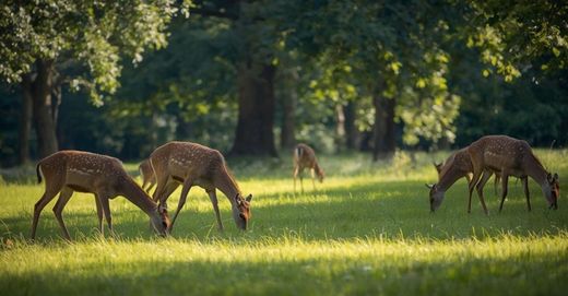 Luxus-Haus in Bordeaux, Gironde