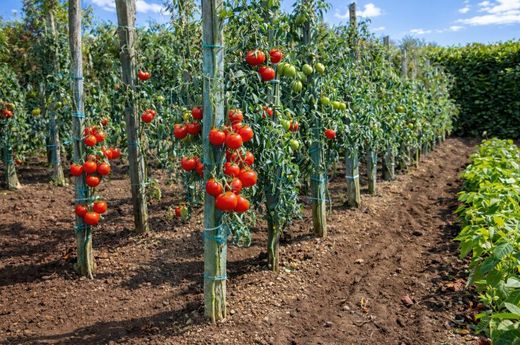 Luxus-Haus in Fargues-Saint-Hilaire, Gironde