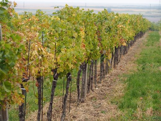 Terrain à Eisenstadt, Burgenland