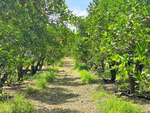 Terreno - San Martín del Tesorillo, Provincia de Cádiz