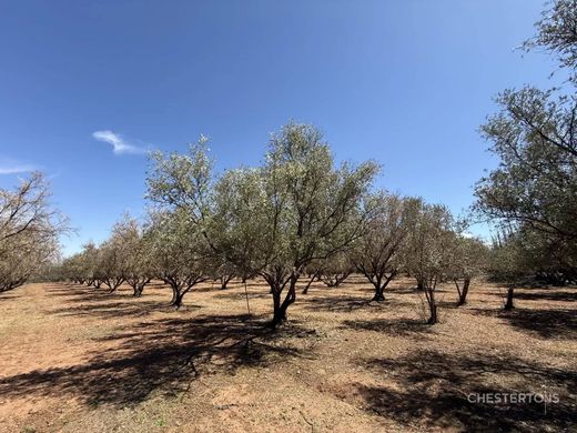Teren w Marrakesz, Marrakech