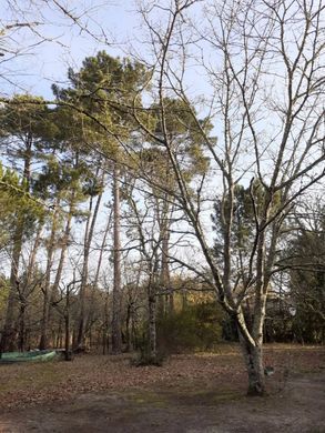 토지 / Andernos-les-Bains, Gironde