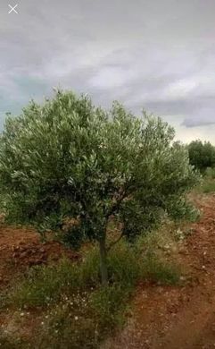 Усадьба / Сельский дом, Сусс, Sousse Médina