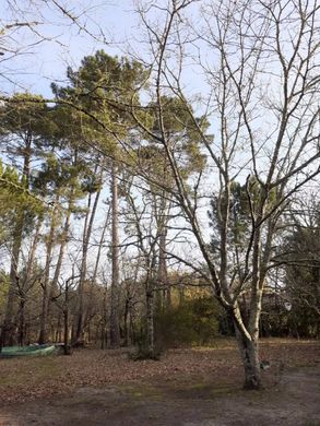 Grond in Andernos-les-Bains, Gironde