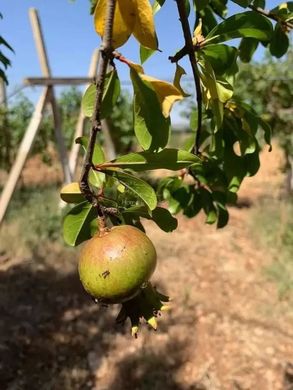 Land in Ben Arous, Gouvernorat de Ben Arous