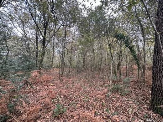 Участок, Le Teich, Gironde