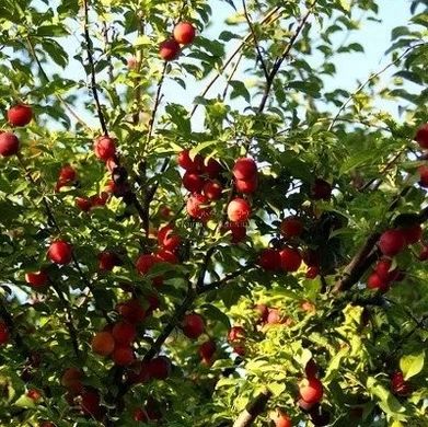 Rustico o Casale a La Sebala du Mornag, Gouvernorat de Ben Arous