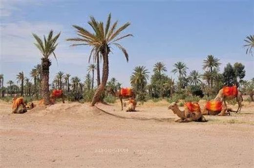 Grond in Marrakesh, Marrakech