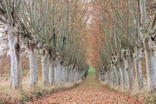 Boerderij in Saint-Sever-de-Rustan, Hautes-Pyrénées