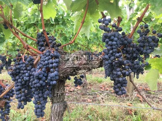 Rural or Farmhouse in Saint-Émilion, Gironde
