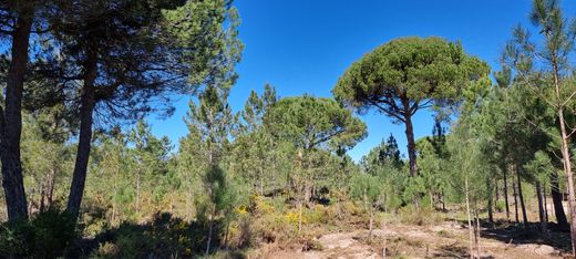 Land in Comporta, Alcácer do Sal