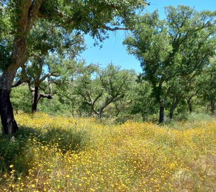 Αγροτεμάχιο σε Melides, Grândola