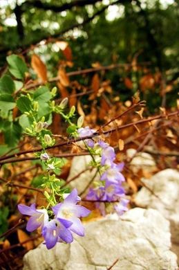 ‏קרקע ב  Kotor