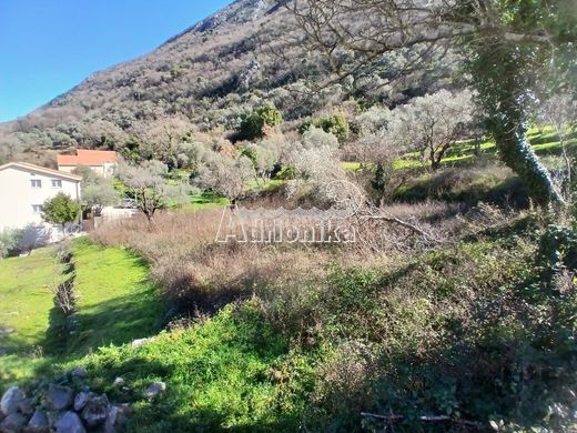 Arsa Kotor