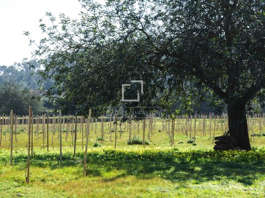 Land in Bellavista, Province of Girona