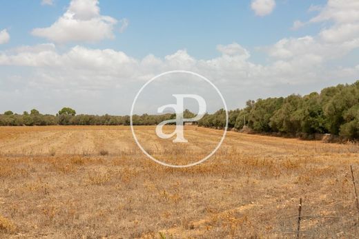 토지 / Campos, Illes Balears