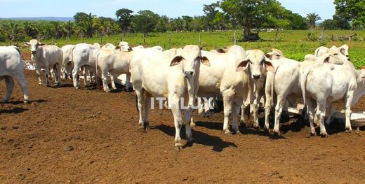 Ferme à Baliza, Goiás