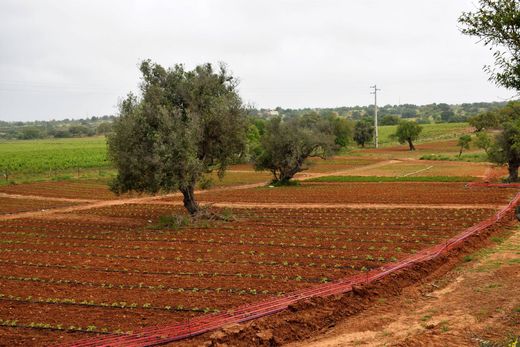 전원/농가 / Guia, Albufeira