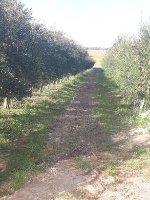 Arsa Santarém, Distrito de Santarém