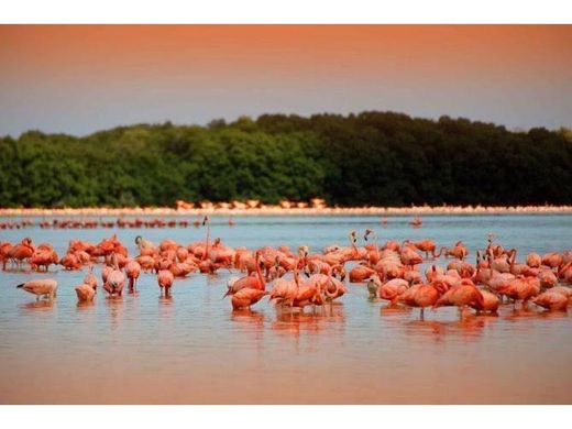 Αγροτεμάχιο σε Río Lagartos, Estado de Yucatán