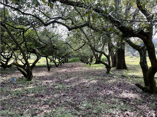 Teren w Valle de Bravo, Estado de México