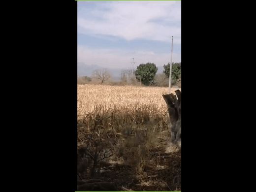 Land in Yecapixtla, Morelos