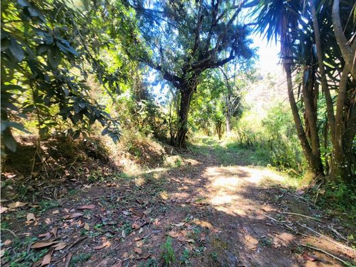 地皮  Temascaltepec de González, Temascaltepec