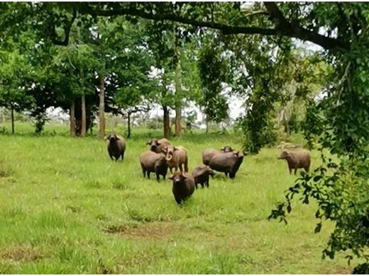 Farmhouse in La Chorrera, Distrito de La Chorrera