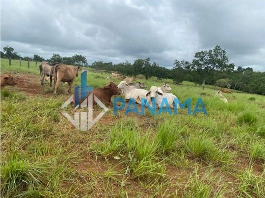 Ferme à David, Distrito de David