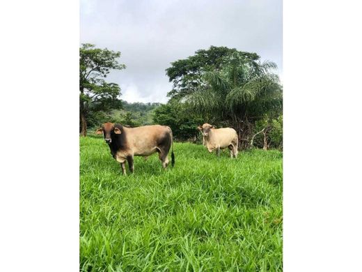 Ferme à Gualaca, Distrito de Gualaca