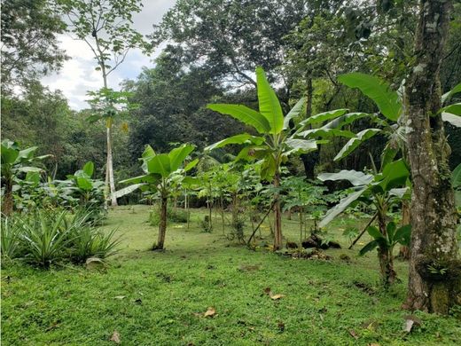 토지 / 파나마 시, Distrito de Panamá