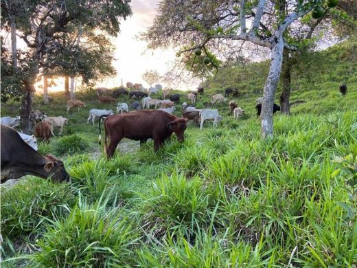 Ρουστίκ ή αγροικία σε Puerto Armuelles, Distrito de Barú