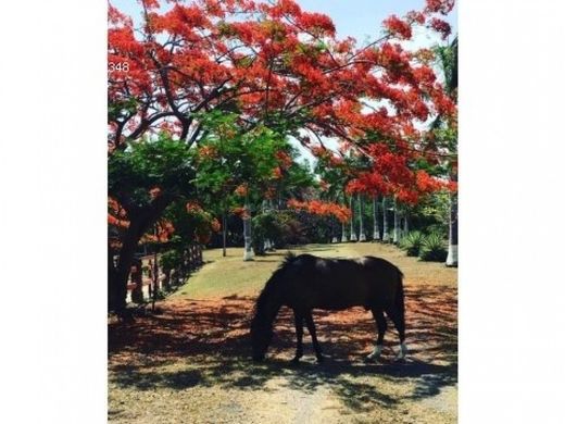 Chame, Distrito de Chameのカントリー風またはファームハウス