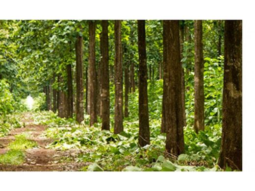 Boerderij in Horconcitos, Distrito de San Lorenzo