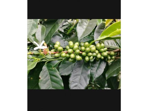 Ρουστίκ ή αγροικία σε Boquete, Distrito de Boquete