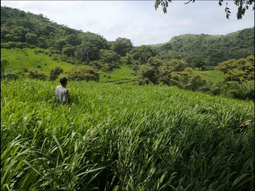Ferme à Capira, Distrito de Capira