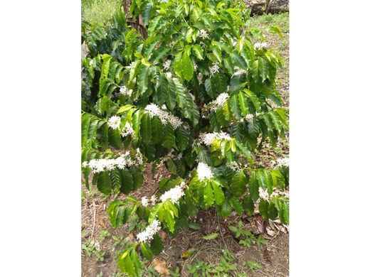 Farmhouse in Santa Clara, Distrito de Renacimiento