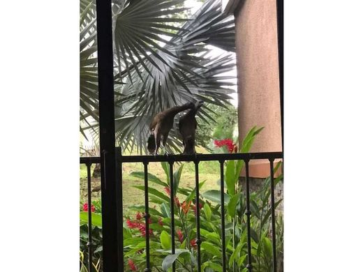 아파트 / 파나마 시, Distrito de Panamá